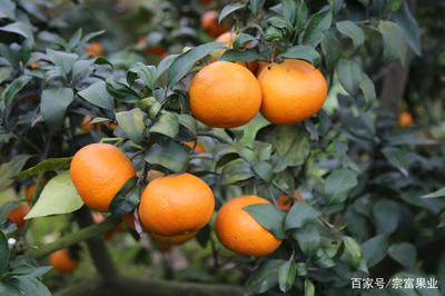 种植优良柑橘苗,推荐四个首选品种!