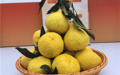 柠檬柑 南瓜柑 新品热度不减 青神县第十三届椪柑节开幕