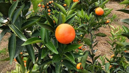 柑橘优质高产栽培技术