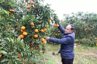 柑橘热卖!村集体与村民按股比分享收益