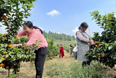 船山创天府旅游名县|正是橙黄橘红时 柏湾村的柑橘喜获丰收