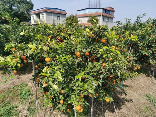 农业农村部首次提出 收回消亡户以家庭承包方式承包的耕地