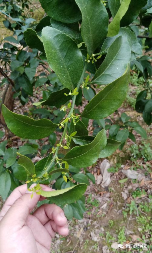 柑橘种植 2月 3月管理要点