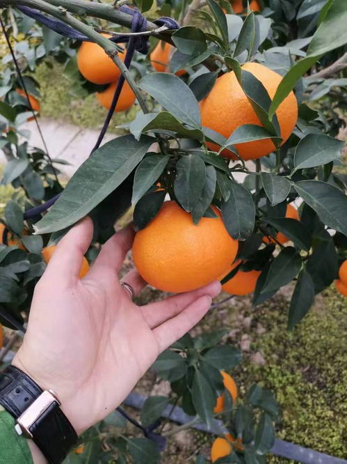 晚熟柑橘种植技术要点分析