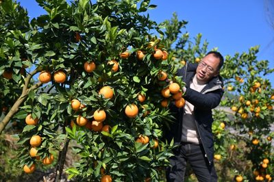 借"裕农快贷·信易贷"之力 建行重庆云阳支行撬动农业产业链金融需求