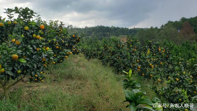 柑橘种植高标准建园的典范——海升集团基地巡礼_沃柑中