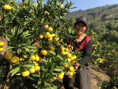 柑橘种植户万家登:橘香十里是吾乡