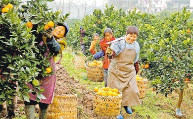 种植柑橘提高土壤有机成分种植营养液什么价格