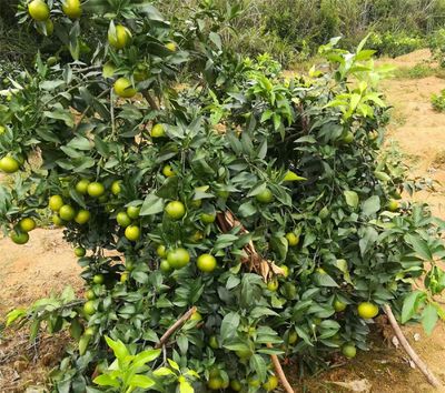 千思基地供应适合湖北黄石钟祥种植响水柑红美人爱媛38号柑橘苗