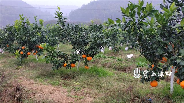 渌口区:种植柑橘抱得“美人”归